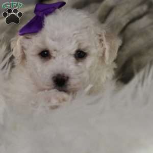 Bridget, Bichon Frise Puppy